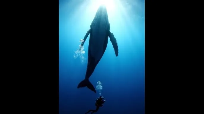 庭院里的女人电视剧 - 深蓝星球：探索海洋深处的未知世界